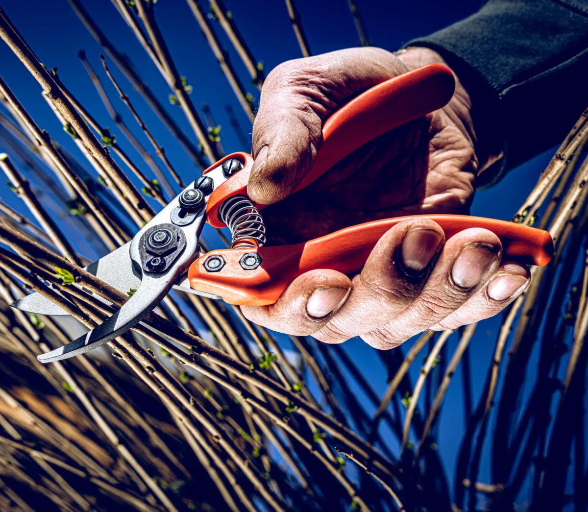Löwe 11 Precision Clean Cut til kvinder